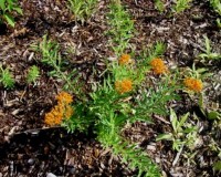 aesclepias tuberosa 2010.jpg